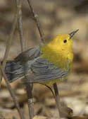 Prothonotary Warbler in Forest Park NYC