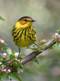 Cape May Warbler in Central Park NYC